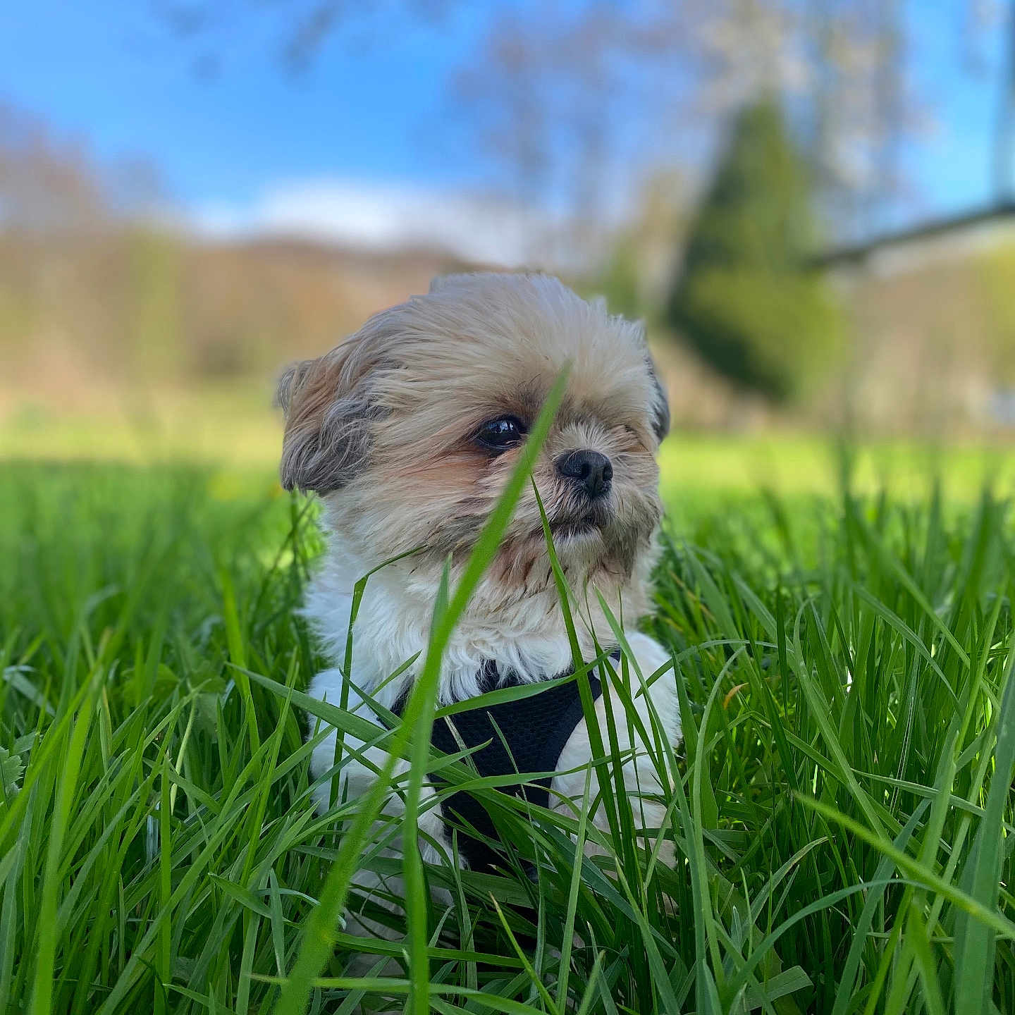 Maya