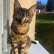Dingo a rejoint le concours — aidez-le/la à gagner de superbes lots ! cat, tabby_cat, pet, animal, feline, portrait, sitting, window, windowsill, outdoor, sunlight, greenery, garden, hedge, blue_sky, fur, whiskers, ears, eyes, striped_fur
