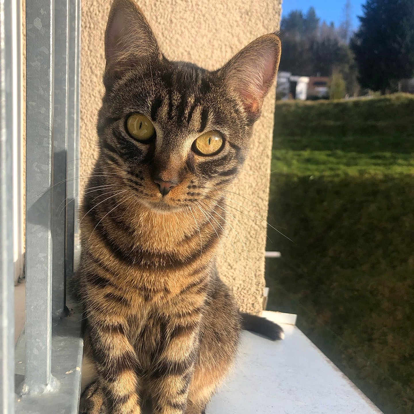 Dingo a rejoint le concours — aidez-le/la à gagner de superbes lots ! cat, tabby_cat, pet, animal, feline, portrait, sitting, window, windowsill, outdoor, sunlight, greenery, garden, hedge, blue_sky, fur, whiskers, ears, eyes, striped_fur