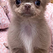 Barnabé a rejoint le concours — aidez-le/la à gagner de superbes lots ! puppy, dog, small_dog, fluffy, brown_fur, long_ears, large_eyes, standing, portrait, indoors, blanket, pink_blanket, cute, adorable, front_view, pet, canine, fur, wooden_background, close_up