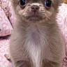 puppy, dog, small_dog, fluffy, brown_fur, long_ears, large_eyes, standing, portrait, indoors, blanket, pink_blanket, cute, adorable, front_view, pet, canine, fur, wooden_background, close_up