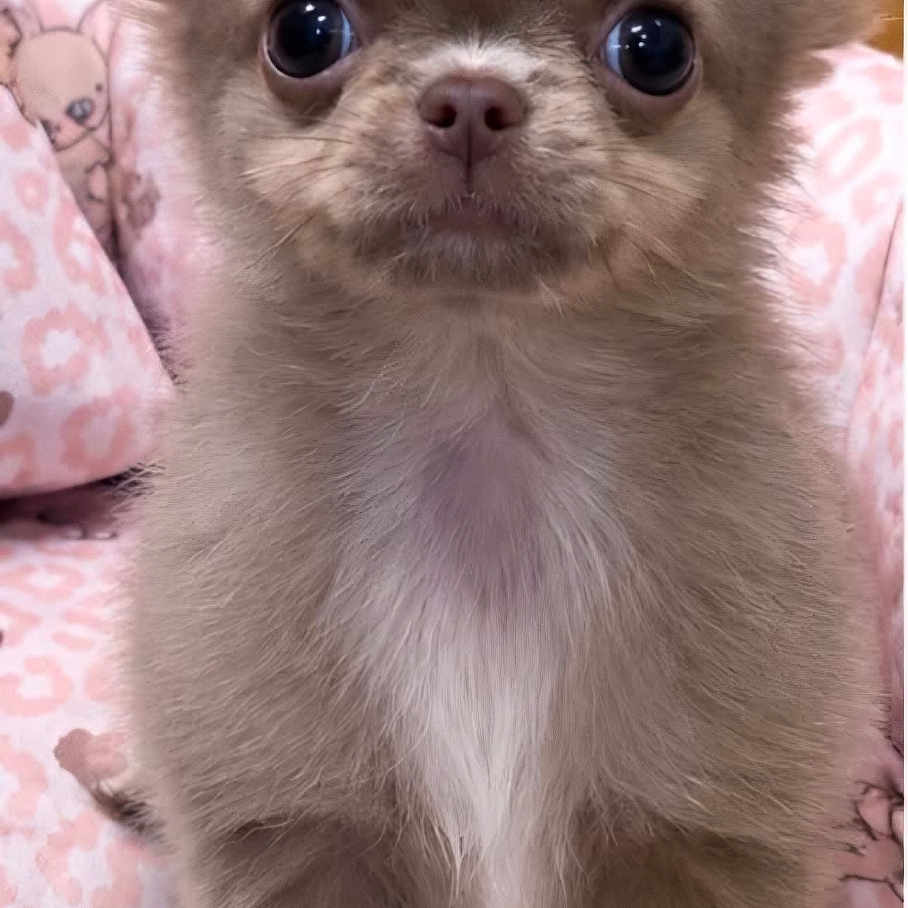 Barnabé a rejoint le concours — aidez-le/la à gagner de superbes lots ! puppy, dog, small_dog, fluffy, brown_fur, long_ears, large_eyes, standing, portrait, indoors, blanket, pink_blanket, cute, adorable, front_view, pet, canine, fur, wooden_background, close_up