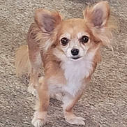 Sassy is registered to the contest to win money with this photo: alert, animal, brown, canine, carpet, companion, cute, dog, domestic, ears, face, friendly, fur, furry, indoor, looking, pet, small_dog, standing, white
