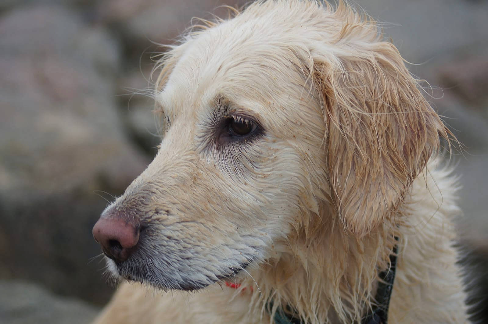 Ishka a rejoint le concours — aidez-le/la à gagner de superbes lots ! canidae, carnivore, companion_dog, dog, dog_breed, fur, golden_retriever, hunting_dog, istrian_coarse_haired_hound, mammal, rare_breed_dog, retriever, snout, sporting_group, styrian_coarse_haired_hound, vertebrate