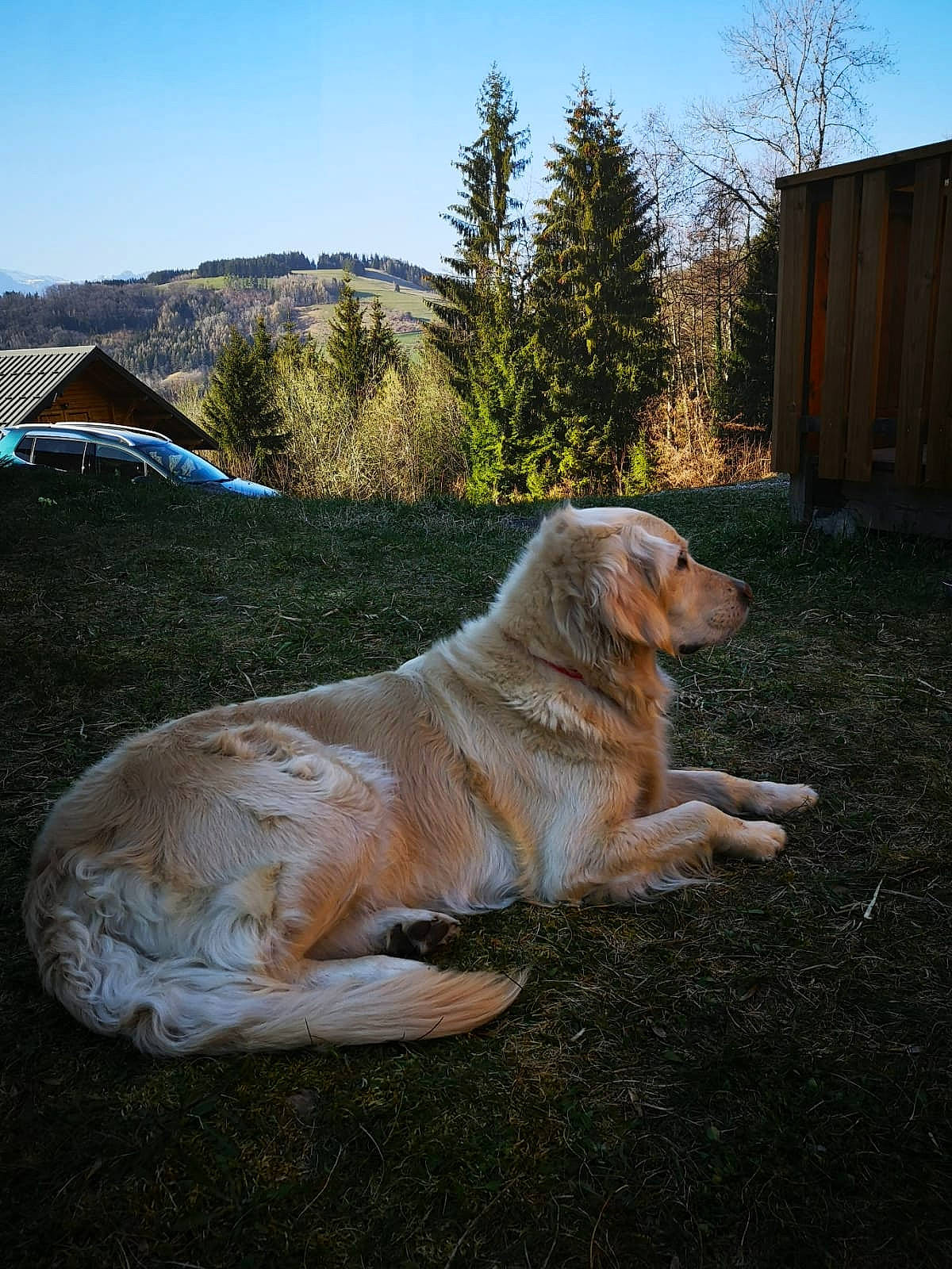 Ishka a rejoint le concours — aidez-le/la à gagner de superbes lots ! canidae, carnivore, companion_dog, dog, dog_breed, fawn, golden_retriever, hovawart, mammal, retriever, sporting_group, vertebrate