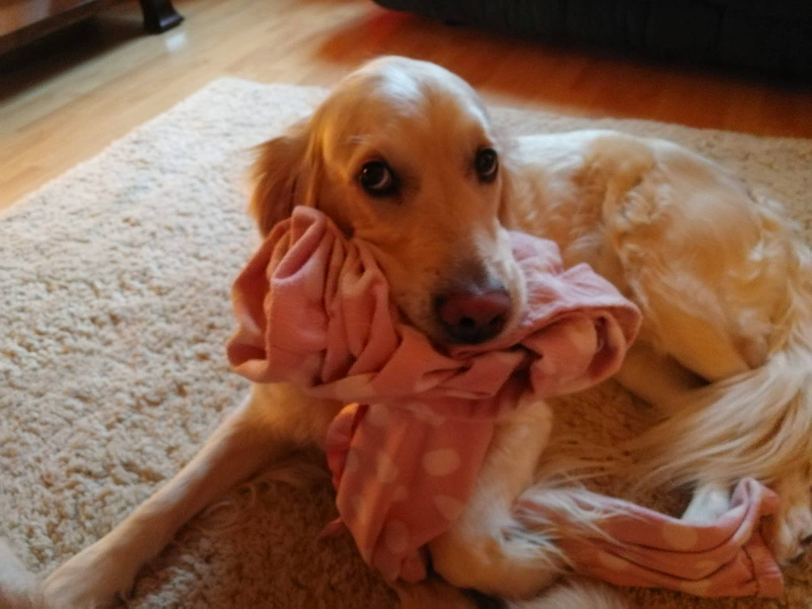 Ishka participe au concours pour gagner de l'argent avec cette photo : canidae, carnivore, cocker_spaniel, companion_dog, dog, dog_breed, english_cocker_spaniel, fawn, golden_retriever, mammal, rare_breed_dog, saluki, setter, snout, sporting_group, vertebrate