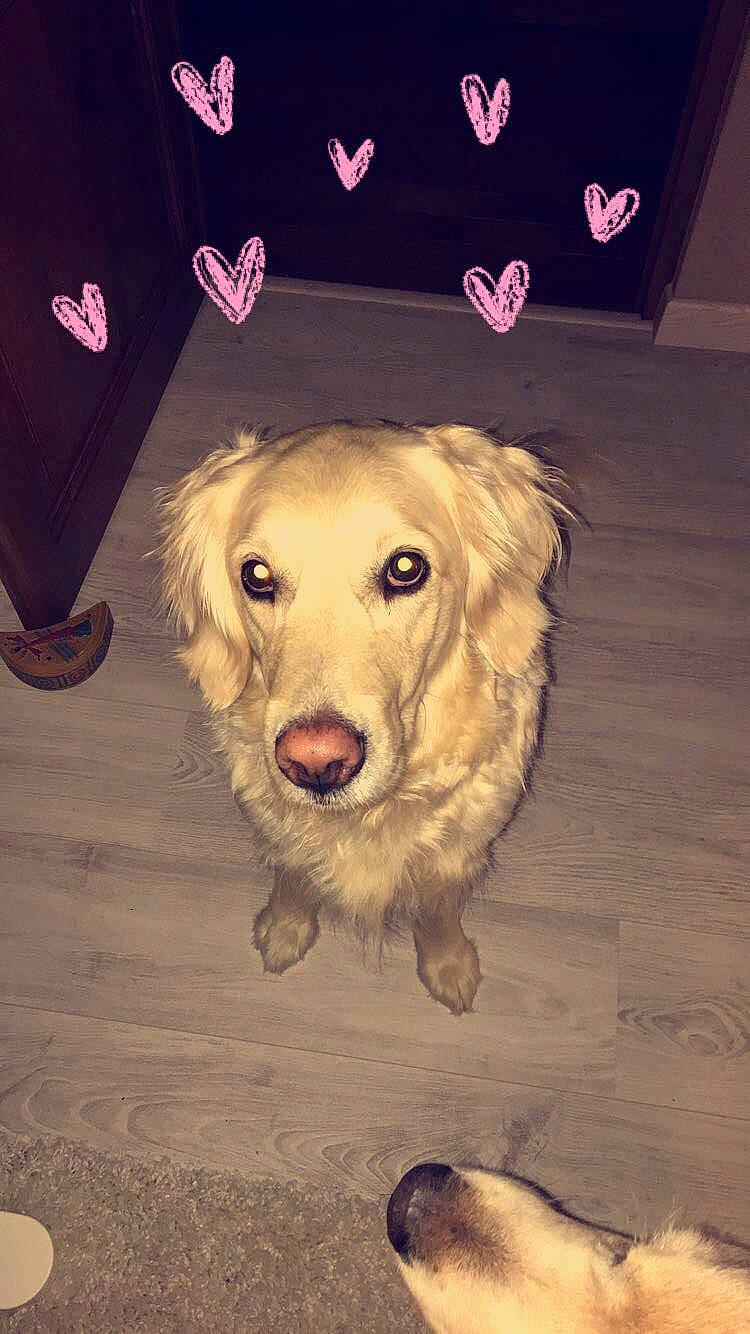 Ishka a rejoint le concours — aidez-le/la à gagner de superbes lots ! canidae, carnivore, companion_dog, dog, dog_breed, floor, flooring, golden_retriever, nose, paw, rare_breed_dog, retriever, small_greek_domestic_dog, snout, sporting_group