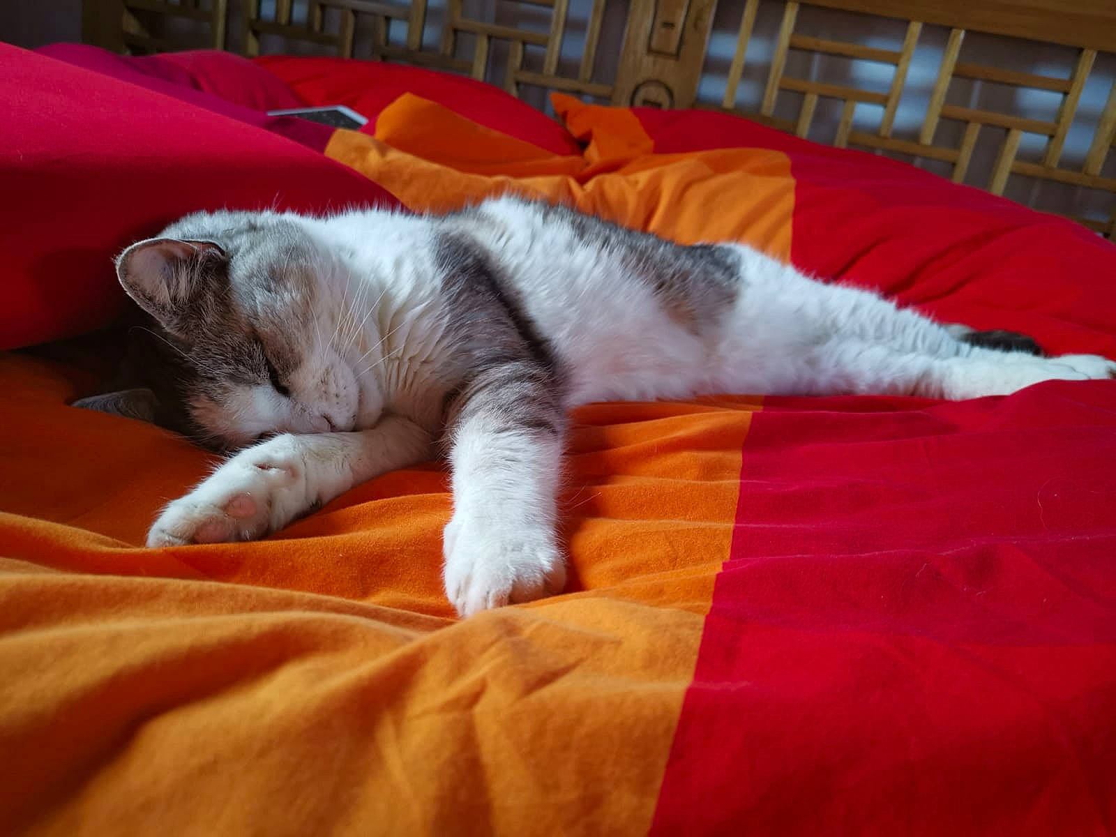 Bubble a rejoint le concours — aidez-le/la à gagner de superbes lots ! british_shorthair, carnivore, cat, claw, domestic_short_haired_cat, fawn, felidae, fur, kitten, mammal, nap, paw, scottish_fold, sleep, small_to_medium_sized_cats, tail, whiskers