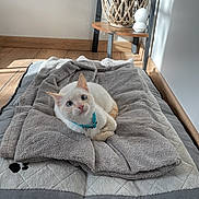 Woody a rejoint le concours — aidez-le/la à gagner de superbes lots ! cat, white_cat, blue_eyes, teal_collar, pet_bed, gray_blanket, towel, wooden_floor, side_table, wicker_lantern, decor_orb, sunlight, shadow, indoor, cozy, pet_tag, paws, looking_up, portrait, home_decor