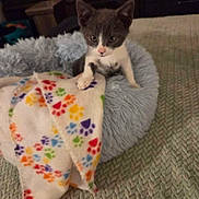 Luna joined the competition — help win amazing prizes! kitten, cat, pet, animal, feline, bed, blanket, paw_prints, gray, white, cute, young, indoor, cozy, soft, curious, small, fur, resting, looking