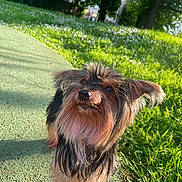 Tina participe au concours pour gagner de l'argent avec cette photo : dog, small_dog, outdoor, grass, greenery, sunlight, path, nature, pet, curious, fur, ears, snout, eyes, daylight, park, canine, adorable, portrait, animal