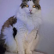 Nounours a rejoint le concours — aidez-le/la à gagner de superbes lots ! cat, fluffy, white, brown, sitting, pet, indoor, feline, animal, portrait, furry, cute, domestic, whiskers, ears, paws, looking, soft, resting, calm