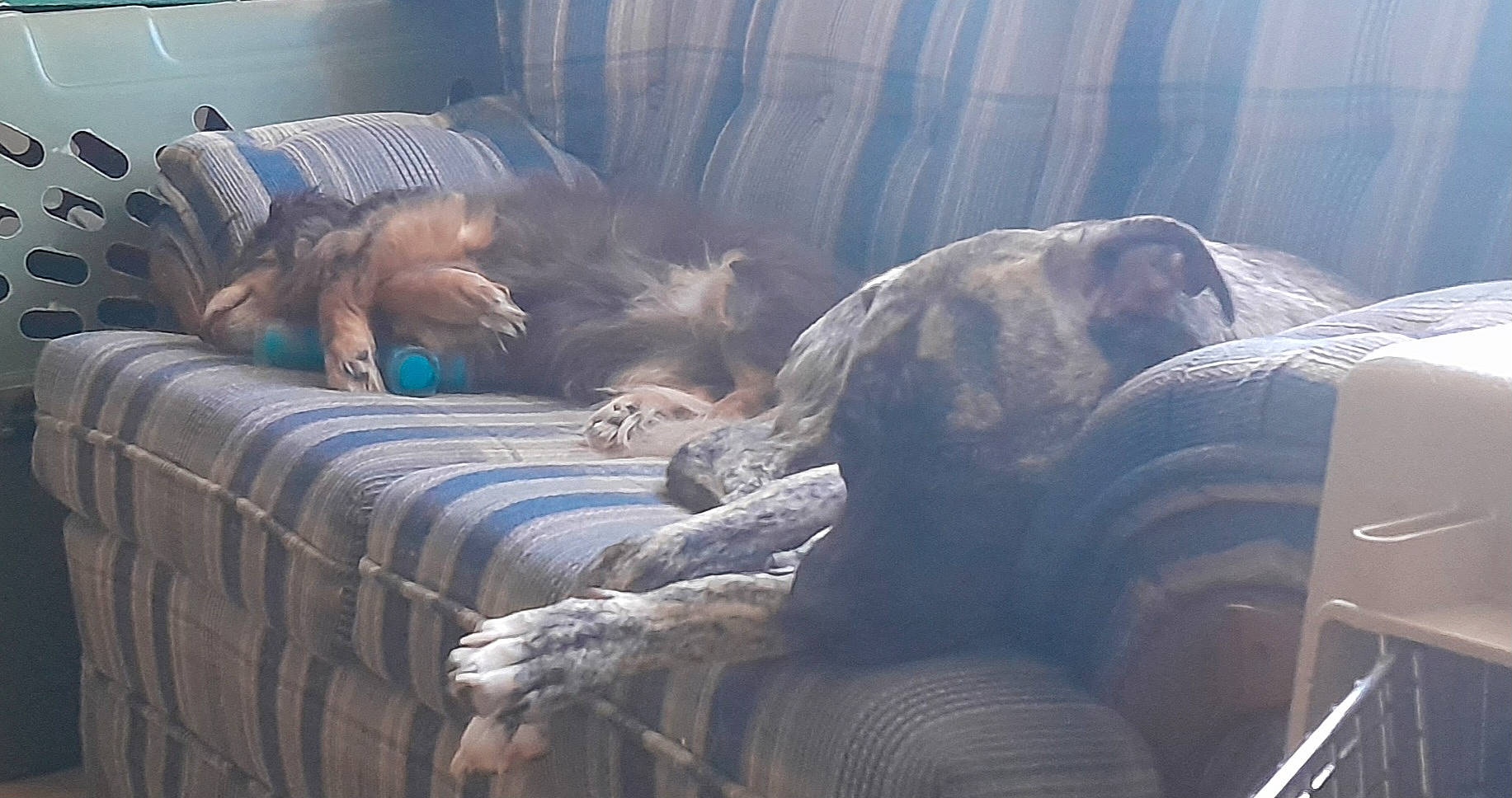 Emma is registered to the contest to win money with this photo: canidae, carnivore, chair, cloud, comfort, companion_dog, couch, dog, dog_breed, felidae, fur, furniture, linens, living_room, sporting_group, studio_couch, terrestrial_animal, vertebrate, wood, working_animal