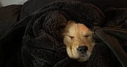 Honey joined the competition — help win amazing prizes! dog, blanket, sleeping, cozy, fur, snuggled, comfort, indoors, rest, cute, pet, warm, relaxation, face, nose, fur_texture, black_blanket, resting, animal, peaceful
