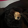 dog, blanket, sleeping, cozy, fur, snuggled, comfort, indoors, rest, cute, pet, warm, relaxation, face, nose, fur_texture, black_blanket, resting, animal, peaceful