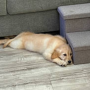Honey is registered to the contest to win money with this photo: puppy, golden_retriever, dog, pet, floor, wooden_floor, couch, sofa, stairs, indoor, home, relaxed, sleepy, cute, animal, fur, laying_down, resting, domestic_animal, living_room