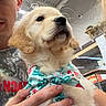 Honey is registered to the contest to win money with this photo: puppy, dog, golden_retriever, bandana, person, hand, indoor, ceiling, pet, cute, animal, face, fur, holding, young_dog, muzzle, ears, whiskers, light, background