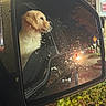 Honey is registered to the contest to win money with this photo: dog, puppy, golden_retriever, side_mirror, car, rain, water_droplets, night, urban, street_lights, reflection, vehicle, window, outdoor, blurred_background, thoughtful, pet, animal, canine, closeup