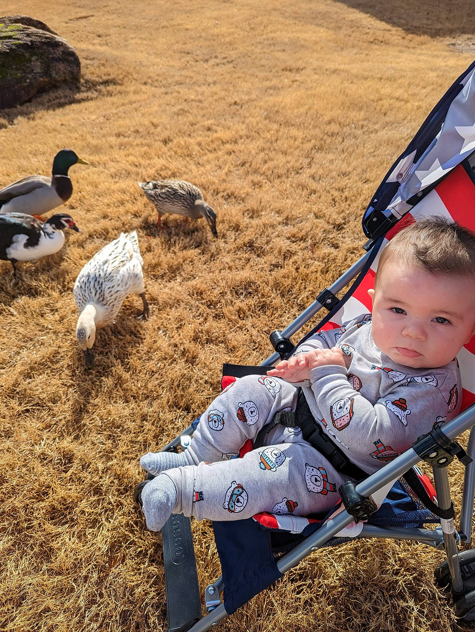 Colby is registered to the contest to win money with this photo: _geese_and_swans, baby, beak, bird, duck, ducks, flag, flightless_bird, fun, grass, landscape, leisure, livestock, people_in_nature, person, personal_protective_equipment, play, seabird, sitting, soil