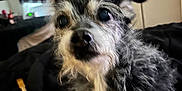 Emily joined the competition — help win amazing prizes! animal, black_fur, blanket, canine, close_up, curious, dog, door, ears, eyes, face, fur, furniture, house, indoor, pet, room, scruffy, small_dog, white_fur