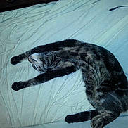 Minouchette participe au concours pour gagner de l'argent avec cette photo :