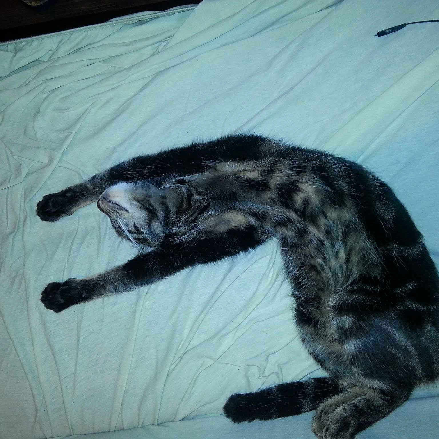 Minouchette participe au concours pour gagner de l'argent avec cette photo :