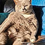 cat, gray_cat, pet, feline, lounge, couch, leather_couch, blue_cushion, sunlight, indoor, paw, relaxed, fur, whiskers, pink_paw_pads, black_paw_pads, animal, domestic_animal, close_up, portrait