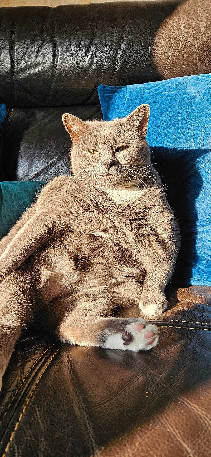 Hawai a rejoint le concours — aidez-le/la à gagner de superbes lots ! cat, gray_cat, pet, feline, lounge, couch, leather_couch, blue_cushion, sunlight, indoor, paw, relaxed, fur, whiskers, pink_paw_pads, black_paw_pads, animal, domestic_animal, close_up, portrait