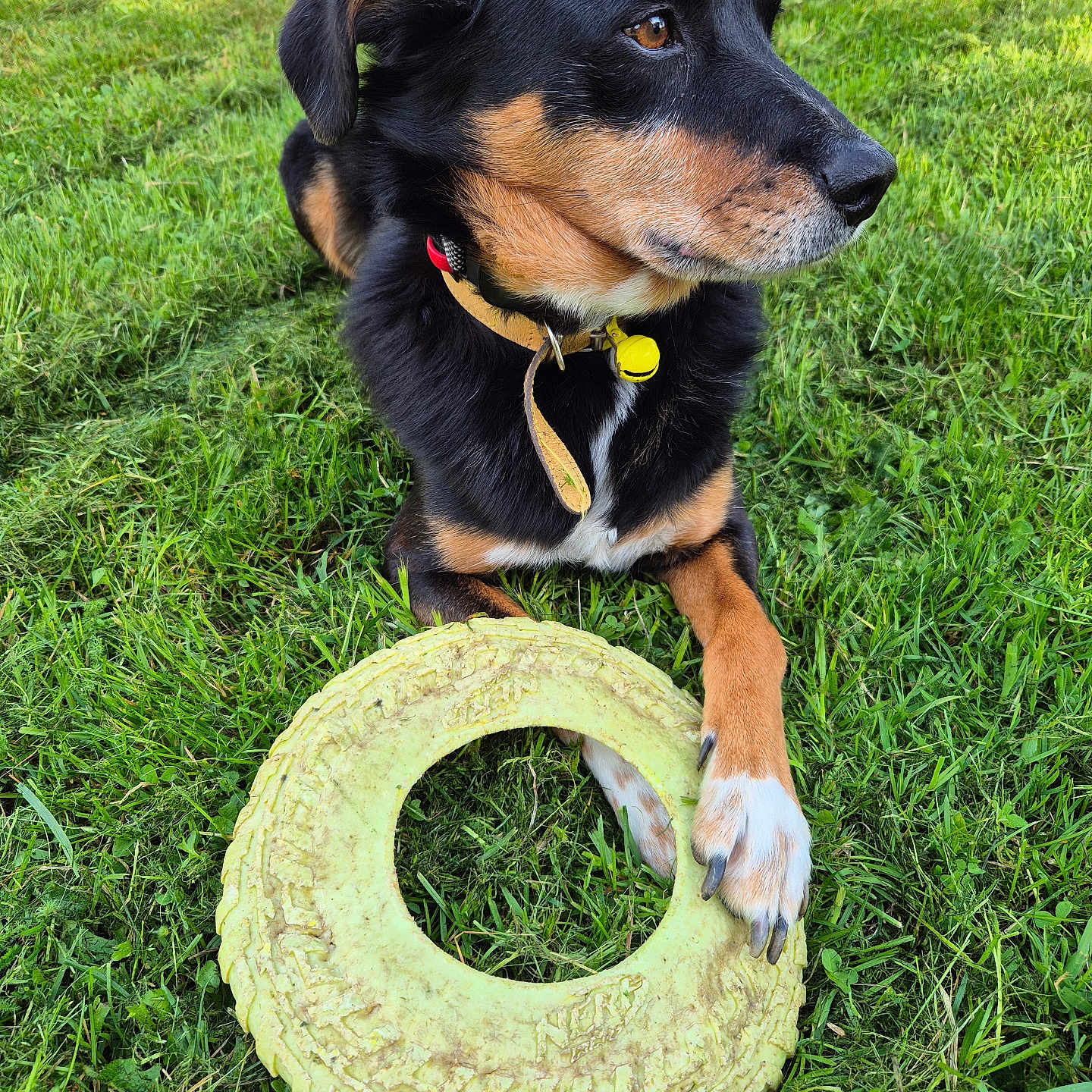 Pilou participe au concours pour gagner de l'argent avec cette photo : accessories, animal, appenzeller, beagle, canine, collar, dog, frisbee, grass, hound, labradorretriever, lawn, leash, pet, plant, puppy, sphere, strap, tire, toy