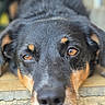 animal, black_fur, brown_eyes, canine, close_up, dog, ears, face, floor, focused, lying_down, nose, outdoor, pet, portrait, resting, shiny_fur, snout, tan_fur, whiskers