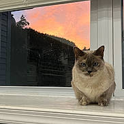 Timpany is registered to the contest to win money with this photo: cat, siamese_cat, windowsill, window, sunset, orange_sky, indoor, pet, animal, feline, blue_eyes, white_windowsill, reflection, calm, relaxed, house, evening, domestic_animal, quiet, cozy