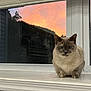 cat, siamese_cat, windowsill, window, sunset, orange_sky, indoor, pet, animal, feline, blue_eyes, white_windowsill, reflection, calm, relaxed, house, evening, domestic_animal, quiet, cozy