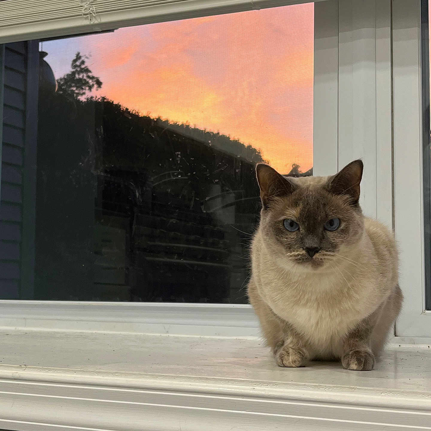 Timpany is registered to the contest to win money with this photo: animal, blue_eyes, calm, cat, cozy, domestic_animal, evening, feline, house, indoor, orange_sky, pet, quiet, reflection, relaxed, siamese_cat, sunset, white_windowsill, window, windowsill