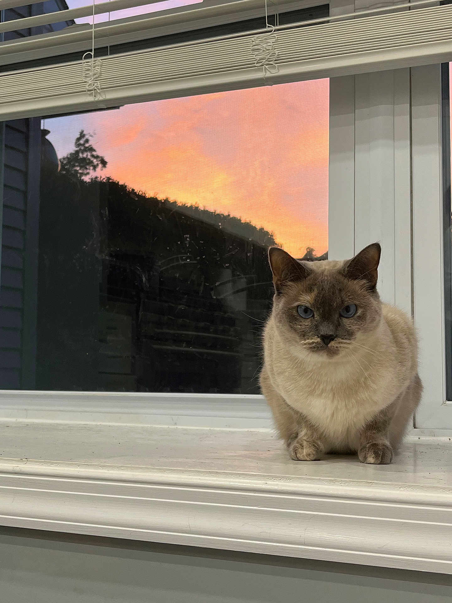 Timpany is registered to the contest to win money with this photo: cat, siamese_cat, windowsill, window, sunset, orange_sky, indoor, pet, animal, feline, blue_eyes, white_windowsill, reflection, calm, relaxed, house, evening, domestic_animal, quiet, cozy