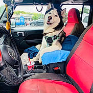 Aspyn is registered to the contest to win money with this photo: blanket, blue_blanket, blue_eyes, car_door, car_interior, cup, dog, dog_harness, dog_tag, happy, husky, jeep, leash, parking_lot, pet, rearview_mirror, red_seat, seatbelt, steering_wheel, window