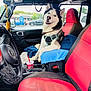 blanket, blue_blanket, blue_eyes, car_door, car_interior, cup, dog, dog_harness, dog_tag, happy, husky, jeep, leash, parking_lot, pet, rearview_mirror, red_seat, seatbelt, steering_wheel, window
