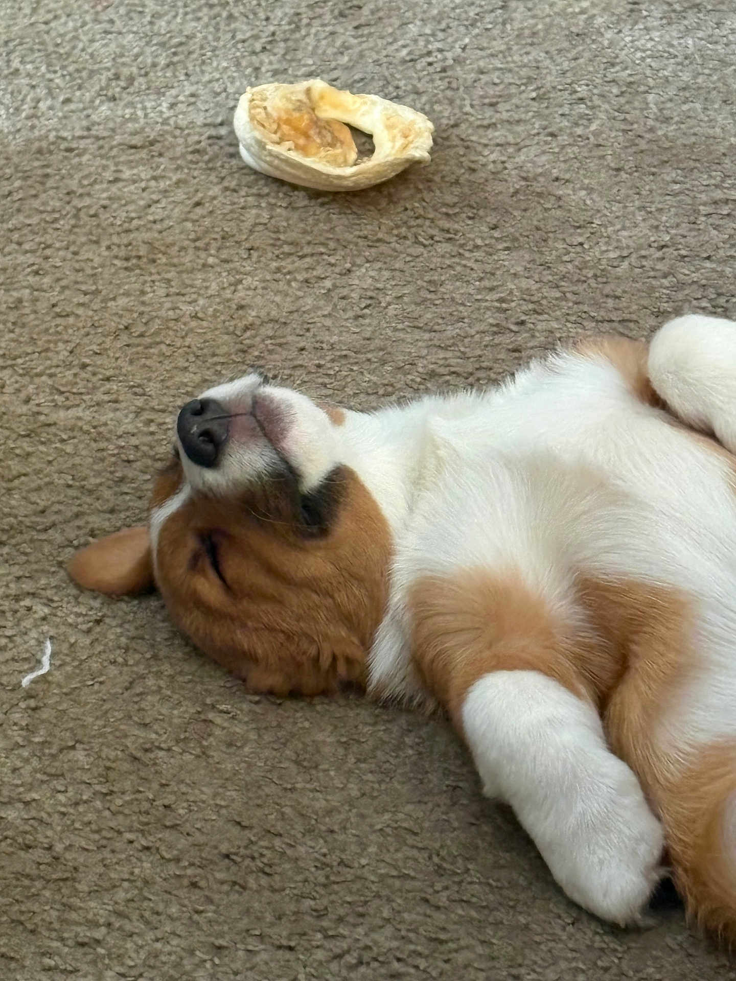 Beignet joined the competition — help win amazing prizes! puppy, dog, sleeping, carpet, toy, relaxed, pet, fur, white, brown, cute, indoor, animal, paw, nose, canine, laying_down, resting, domestic, young