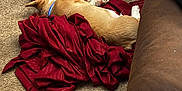 Beignet is registered to the contest to win money with this photo: dog, sleeping, blanket, red, carpet, indoor, resting, canine, fur, collar, brown, cozy, pet, relaxation, couch, home, comfort, animal, nap, domestic
