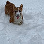 Beignet is registered to the contest to win money with this photo: dog, corgi, snow, winter, outdoor, tongue_out, happy, pet, animal, playful, fur, cold, nature, canine, small_dog, white_snow, frozen, cute, winter_fun, snowy_background