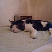 Whiskas participe au concours pour gagner de l'argent avec cette photo :