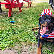 Benson Michael is registered to the contest to win money with this photo: animal, canine, celebration, costume, daytime, dog, fence, grass, happy, hat, lying_down, mammal, outdoor, patriotic_clothing, pet, picnic_table, red_white_blue, rottweiler, summer, tongue_out