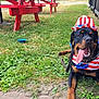 animal, canine, celebration, costume, daytime, dog, fence, grass, happy, hat, lying_down, mammal, outdoor, patriotic_clothing, pet, picnic_table, red_white_blue, rottweiler, summer, tongue_out