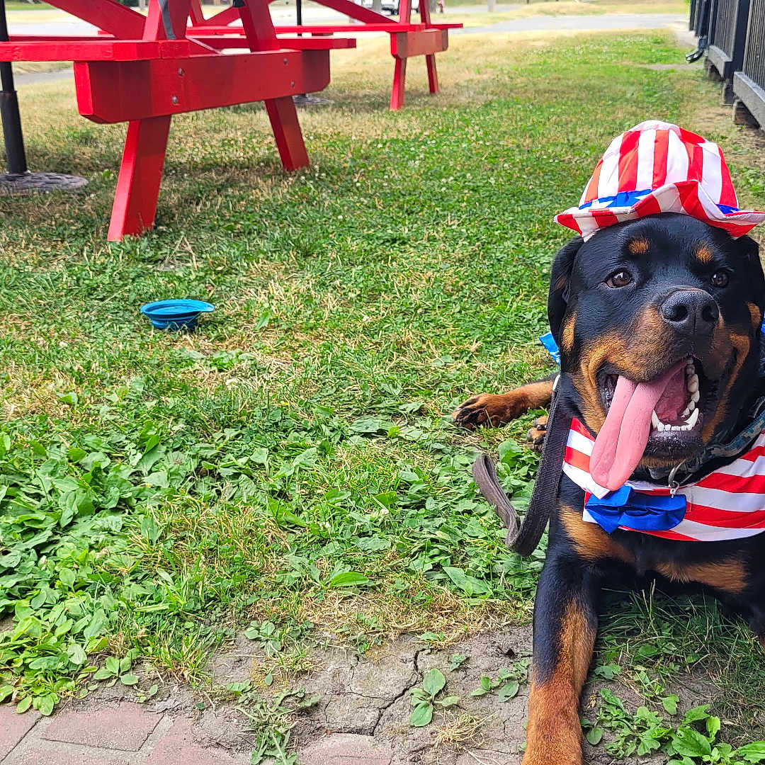 Benson Michael is registered to the contest to win money with this photo: animal, canine, celebration, costume, daytime, dog, fence, grass, happy, hat, lying_down, mammal, outdoor, patriotic_clothing, pet, picnic_table, red_white_blue, rottweiler, summer, tongue_out