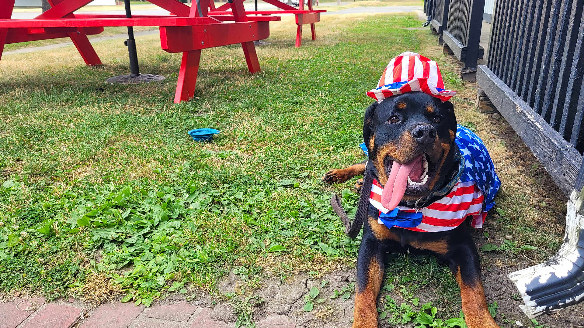 Benson Michael is registered to the contest to win money with this photo: animal, canine, celebration, costume, daytime, dog, fence, grass, happy, hat, lying_down, mammal, outdoor, patriotic_clothing, pet, picnic_table, red_white_blue, rottweiler, summer, tongue_out