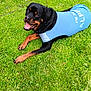 Benson is registered to the contest to win money with this photo: animal, ball, canine, clothing, dog, field, grass, grassland, hound, labradorretriever, lawn, nature, outdoors, pet, plant, policedog, puppy, sport, t_shirt, yard