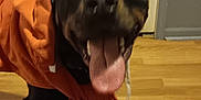 Benson is registered to the contest to win money with this photo: animal, baby, canine, clothing, coat, dog, face, hardwood, head, hosiery, hound, indoors, interiordesign, labradorretriever, person, pet, plywood, puppy, sock, wood