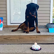 Benson joined the competition — help win amazing prizes! animal, architecture, birthdaycake, cake, canine, cream, dessert, dog, food, icing, jar, people, person, pet, plant, planter, pottedplant, pottery, puppy, vase