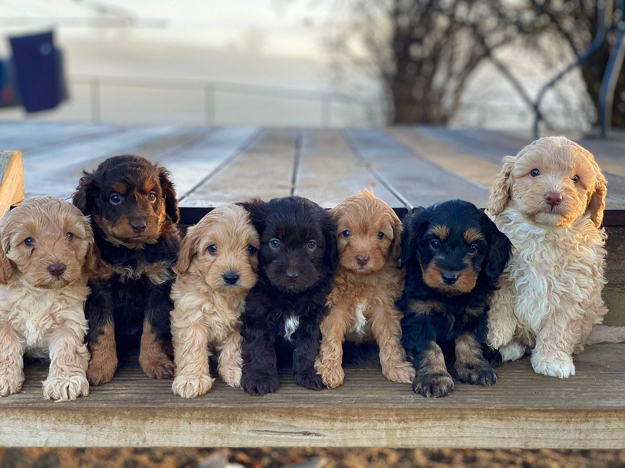 Puppies joined the competition — help win amazing prizes! canidae, carnivore, companion_dog, dog, dog_breed, dog_clothes, dog_collar, dog_supply, fawn, fur, pattern, poodle, snout, sporting_group, stuffed_toy, terrier, toy, toy_dog, water_dog, wood