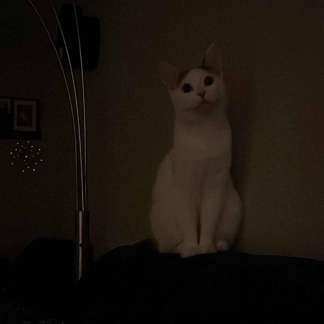Akira joined the competition — help win amazing prizes! angora, animal, bed, bedroom, cat, cushion, furniture, homedecor, indoors, interiordesign, kitten, lamp, light, lighting, nature, night, outdoors, pet, room, white