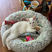 Snowball joined the competition — help win amazing prizes! cat, white_cat, pet_bed, fluffy_bed, toy, indoor, wooden_floor, basket, relaxed, animal, feline, floor, comfort, cozy, household, domestic, resting, cute, playful, soft